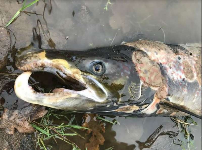 salmone morto dopo accoppiamento