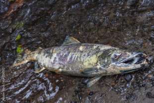 salmone morto dopo accoppiamento