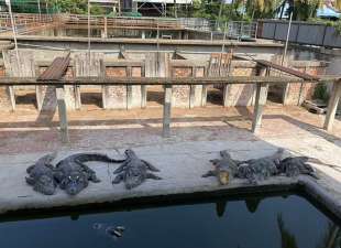 allevamento di coccodrilli di luan nam in cambogia