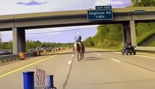 cowboy ferma una mucca in autostrada con il lazo 1