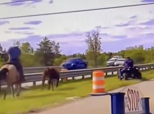 cowboy ferma una mucca in autostrada con il lazo 2