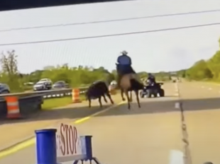 cowboy ferma una mucca in autostrada con il lazo 3