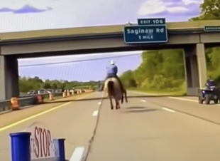 cowboy ferma una mucca in autostrada con il lazo 4