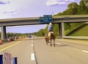 cowboy ferma una mucca in autostrada con il lazo 5