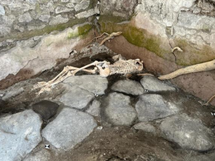 pompei scavi scheletri ritrovati