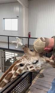 il chiropratico joren whitley e la giraffa 1