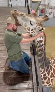il chiropratico joren whitley e la giraffa 6