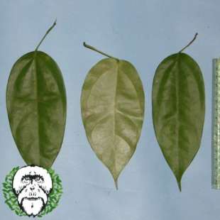 le foglie usate dall'orango rakus per curare una ferita