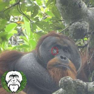 orango usa foglie per curarsi una ferita. 1