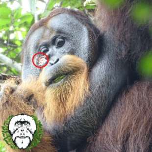 orango usa foglie per curarsi una ferita. 2