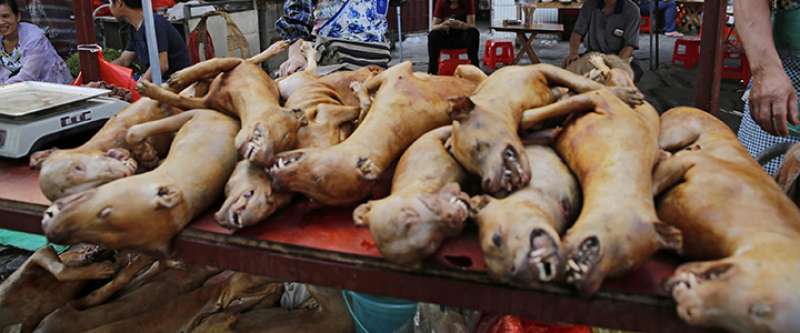 cani venduti al festival di yulin in cina