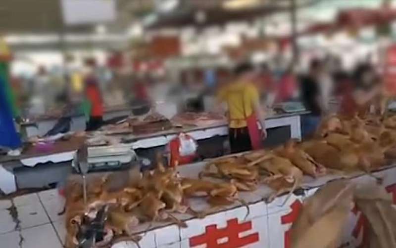 carcasse di cani vendute a yulin 1