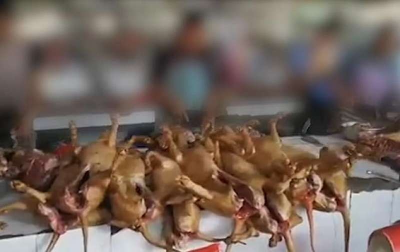 carcasse di cani vendute a yulin