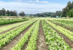agricola-boccea - agricoltura biodinamica