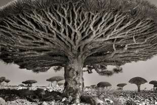 alberi antichi mondo beth moon