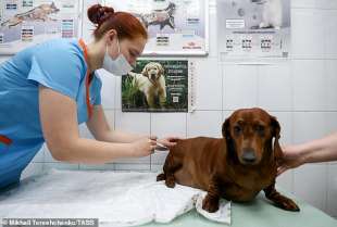 Cane riceve il vaccino
