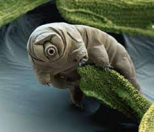 tardigradi 1
