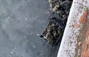 la pesca di ostriche sotto il ponte della liberta a venezia 5
