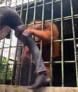 Orango afferra giovane in Indonesia 2