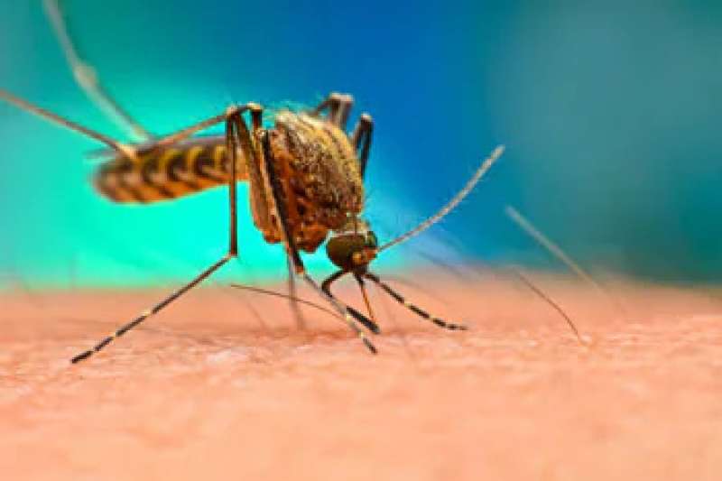 Zanzara Aedes