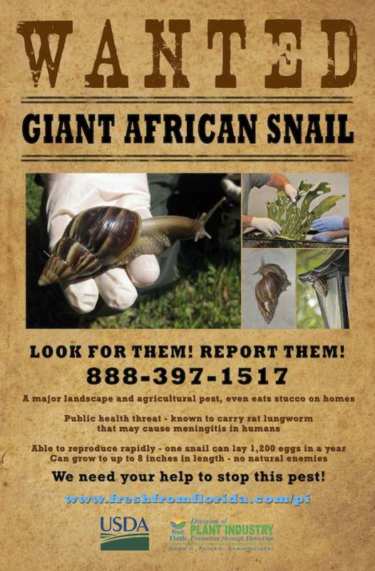 invasione di lumache giganti africane in florida 2