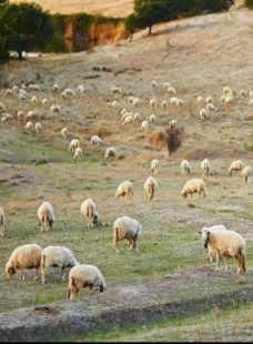pecore sui terreni di berlusconi in sardegna