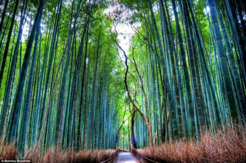 sagano bamboo grove a kyoto
