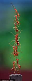 la agilita strabiliante delle formiche