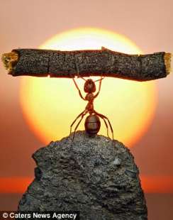 la formica leggera alza oggetti pesanti