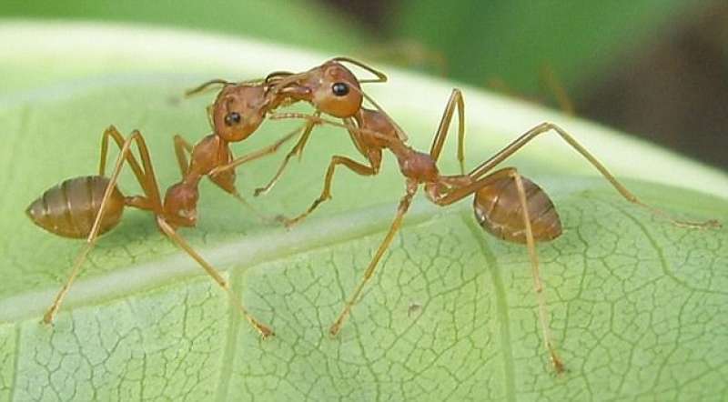 le formiche si nutrono a vicenda