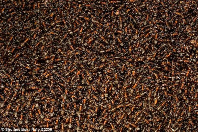 le formiche sono miliardi di miliardi