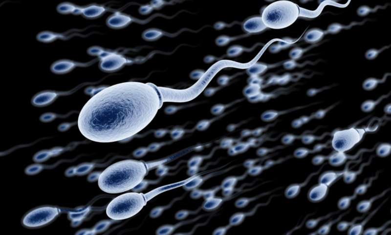 spermatozoi 2