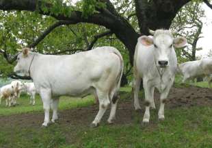 vacche bianche modenesi