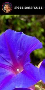 i fiori viola di alessia marcuzzi