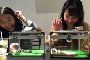 animal cafe giappone 14