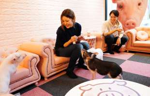 animal cafe giappone 6