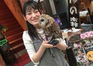animal cafe giappone 7