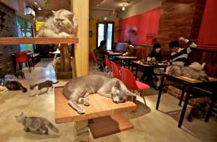 animal cafe giappone 8
