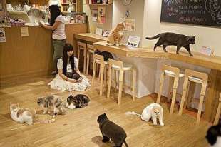animal cafe giappone 9