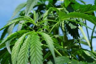 coltivare cannabis 1