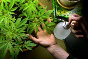 coltivare cannabis 2