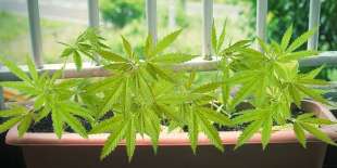 coltivare cannabis 3