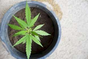 coltivare cannabis 5