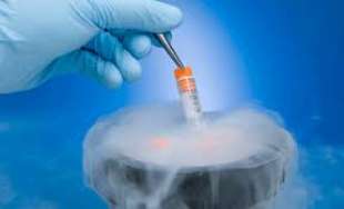 embrione congelato 7