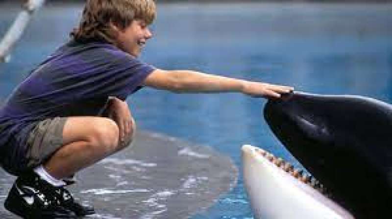 free willy donner