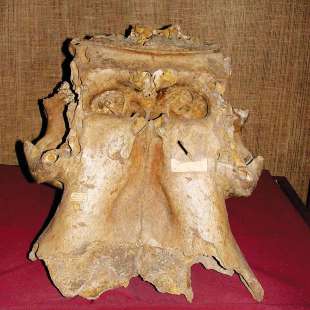 Il cranio di elefante da cui e? stato estratto il Dna