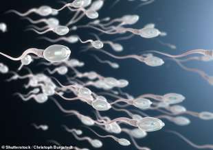 Spermatozoii