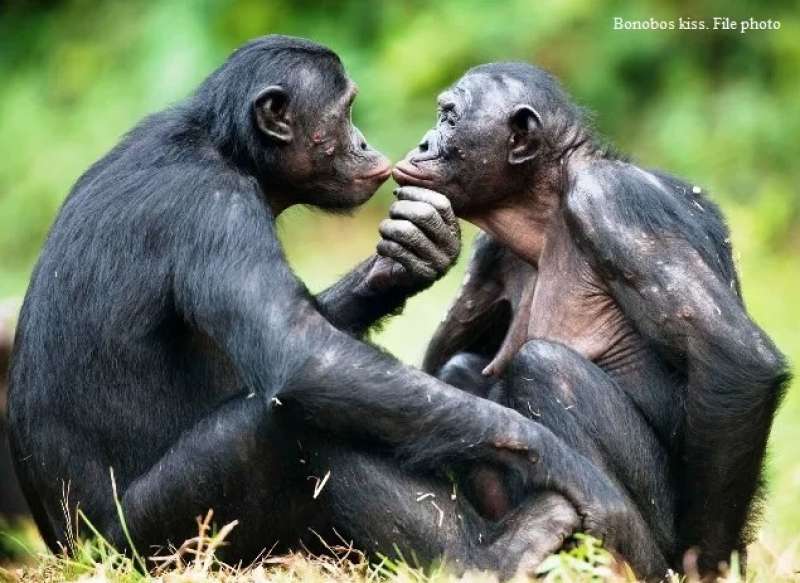 bacio tra due scimmie