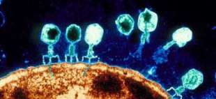 batteri fagi 4