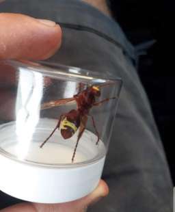 vespa orientale 1